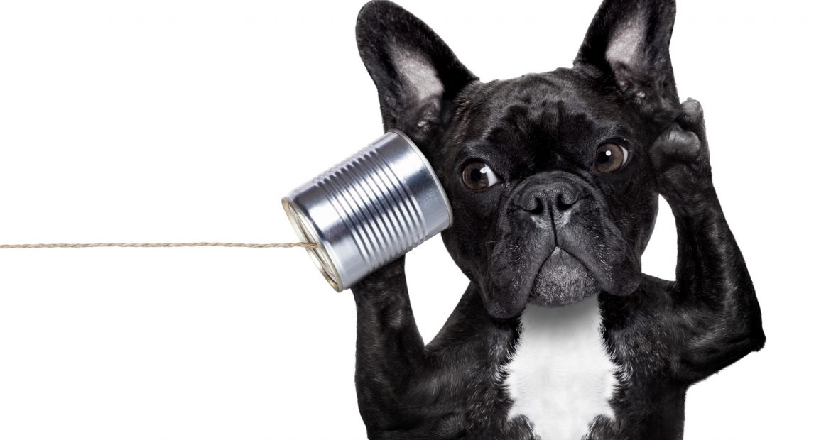 Funny picture of a dog that is listening to a can telephone