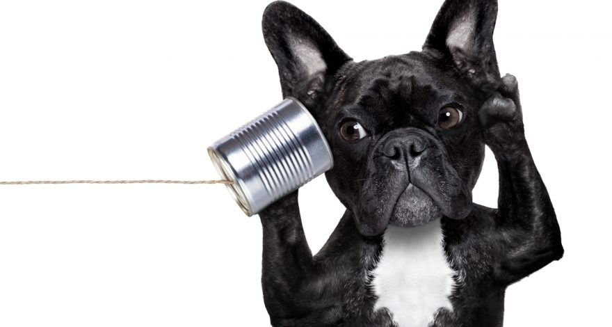 How to talk to a smart speaker? Just like to a puppy dog!